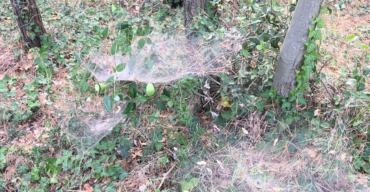 Funnel webs, the spiders of Hum.