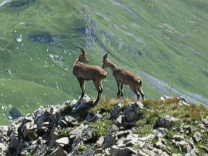 Look out for Ibex. Ibex.